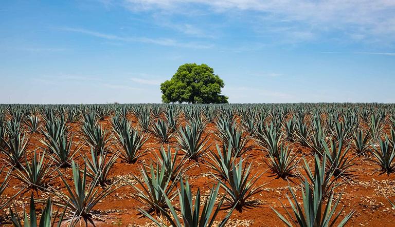 Tequila,