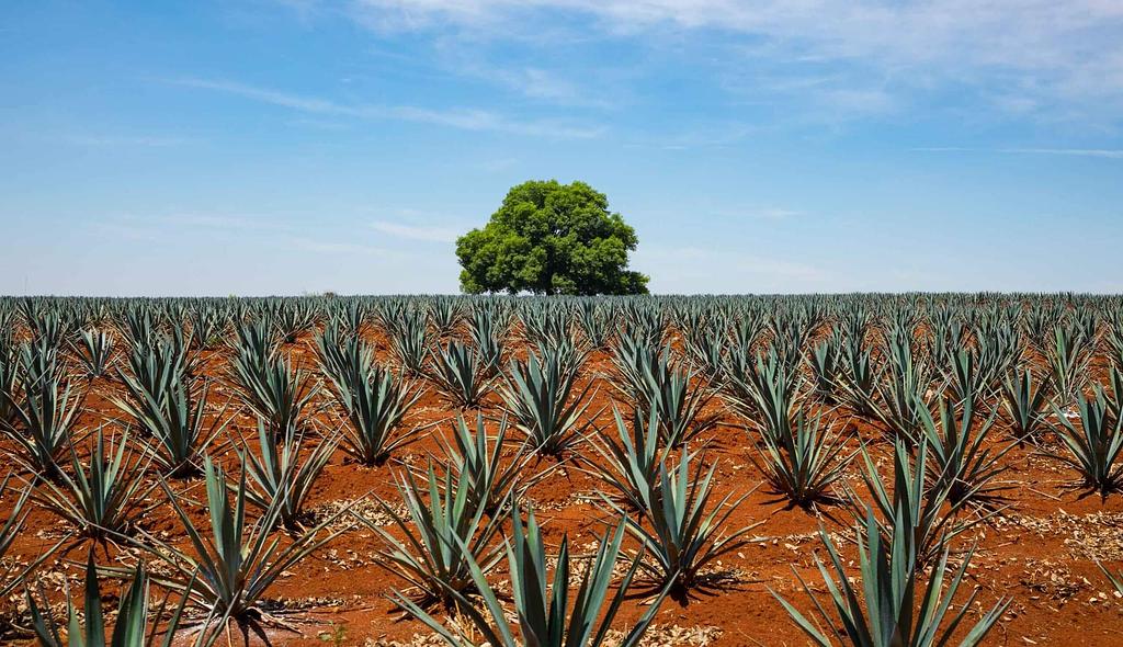 de echte zonder zout en citroen. Tequila,